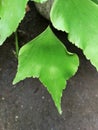 Closeup view of Adiantum trapeziforme, theÃÂ giant maidenhairÃÂ orÃÂ diamond maidenhair